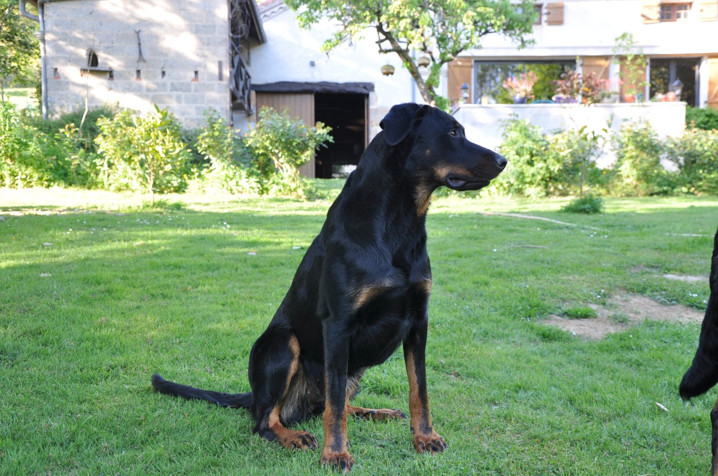 Viva La Vida de L'étoile de Bossacora