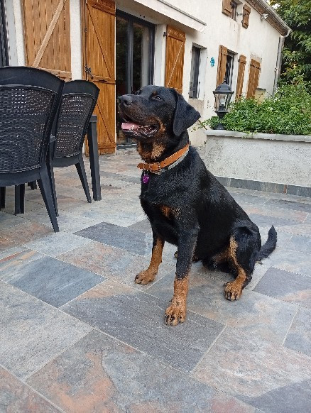 Vasco de L'étoile de Bossacora