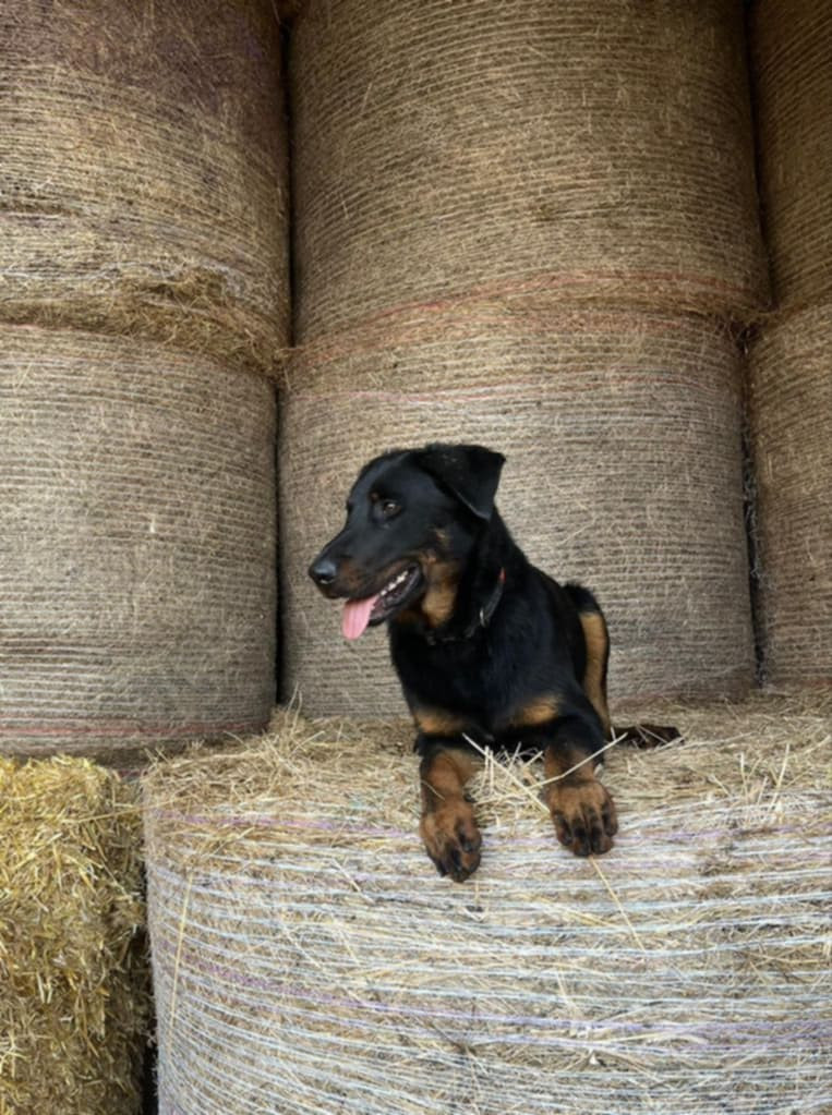 Volt de l'etoile de Bossacore